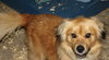 Canella-ADOPTED