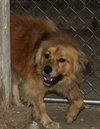 Canella-ADOPTED