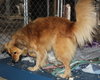 Canella-ADOPTED