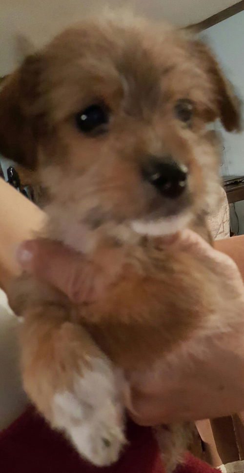 D17 Litter-Brooks-ADOPTION PENDING