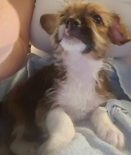 D17 Litter-Dunn-ADOPTION PENDING