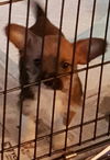 D17 Litter-Dunn-ADOPTION PENDING