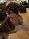 D17 Litter-Dunn-ADOPTION PENDING