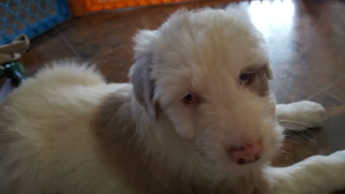 D18 Litter-Stevie-ADOPTED
