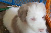 D18 Litter-Stevie-ADOPTED