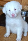 D18 Litter-Ollie ADOPTED
