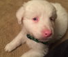 D18 Litter-Ollie ADOPTED
