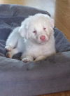D18 Litter-Ollie ADOPTED
