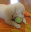 D18 Litter-Ollie ADOPTED