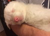 D18 Litter-Ollie ADOPTED