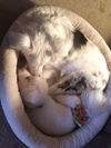 D18 Litter-Ollie ADOPTED