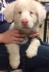D18 Litter-Ollie ADOPTED