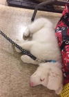 D18 Litter-Ollie ADOPTED