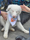 D18 Litter-Ollie ADOPTED