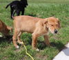 D19 Litter-Jellybean-ADOPTION PENDING