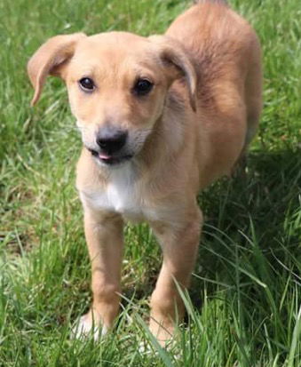 D19 Litter-Easter Lilly-ADOPTION PENDING