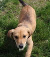 D19 Litter-Easter Lilly-ADOPTION PENDING