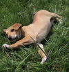 D19 Litter-Easter Lilly-ADOPTION PENDING