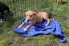 D19 Litter-Easter Lilly-ADOPTION PENDING