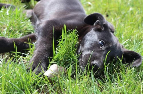 D19 Litter-Bunny-ADOPTION PENDING