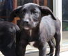 D19 Litter-Bunny-ADOPTION PENDING