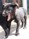 D19 Litter-Bunny-ADOPTION PENDING