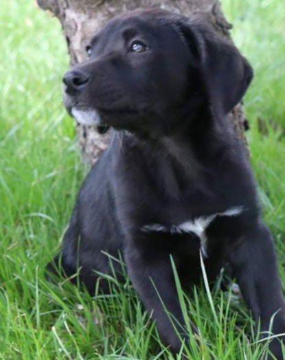 D19 Litter-Peeps-ADOPTION PENDING