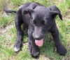 D19 Litter-Peeps-ADOPTION PENDING