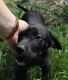 D19 Litter-Peeps-ADOPTION PENDING