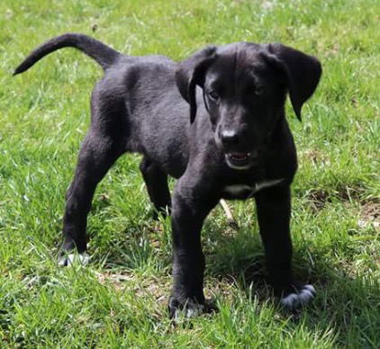 D19 Litter-Cadbury-ADOPTION PENDING
