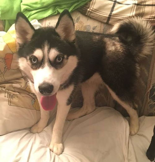 Athena- ADOPTED