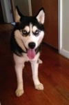 Athena- ADOPTED