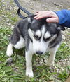 Athena- ADOPTED