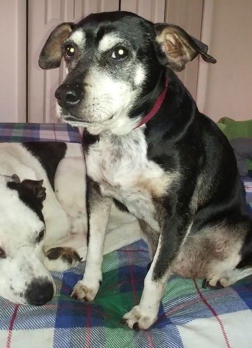 Noah ❤️ ADOPTED