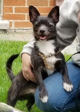 Mister Gizmo - ADOPTION PENDING