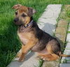 D20 Litter-Dinah ADOPTED