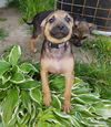D20 Litter-Dinah ADOPTED