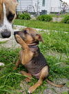 D20 Litter-Dinah ADOPTED