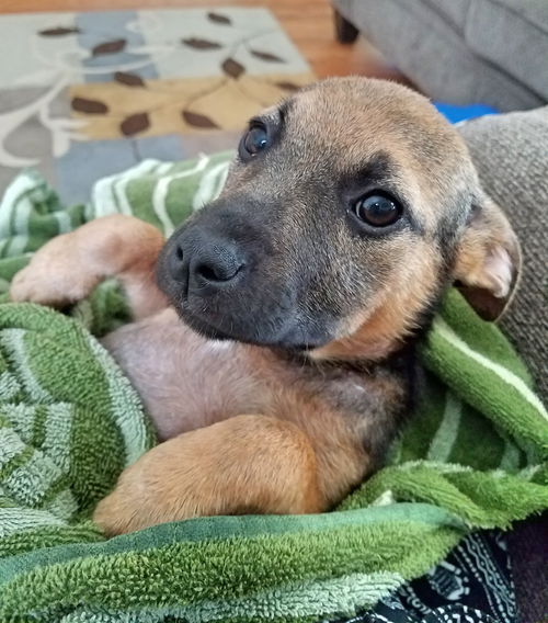 D20 Litter-Dinah ADOPTED