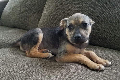 D20 Litter-Pumba ADOPTED