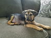 D20 Litter-Alice ADOPTED