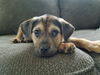 D20 Litter-Alice ADOPTED