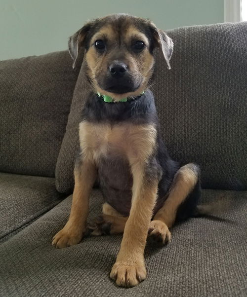 D20 Litter-Alice ADOPTED