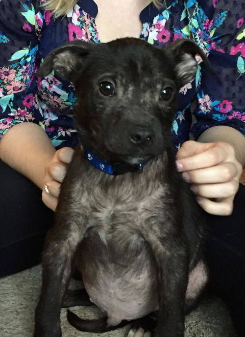 D20 Litter-Hercules - ADOPTED