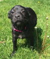 D20 Litter-Tinkerbell ADOPTED