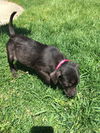 D20 Litter-Tinkerbell ADOPTED