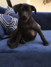 D20 Litter-Tinkerbell ADOPTED
