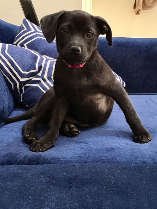 D20 Litter-Tinkerbell ADOPTED
