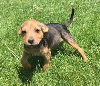 D20 Litter-Ariel - ADOPTED