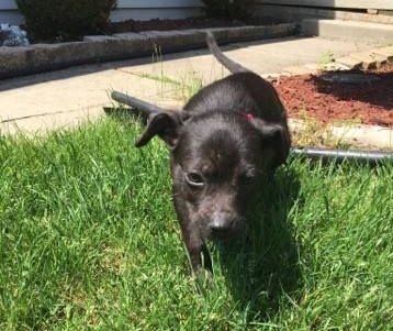 D20 Litter-Minnie - ADOPTED